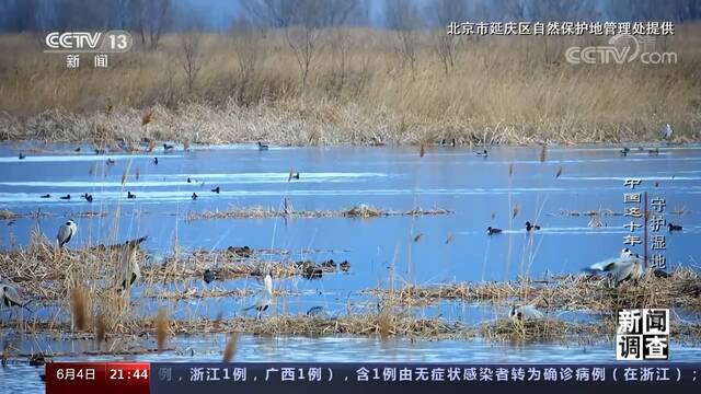 新闻调查：中国这十年 守护湿地