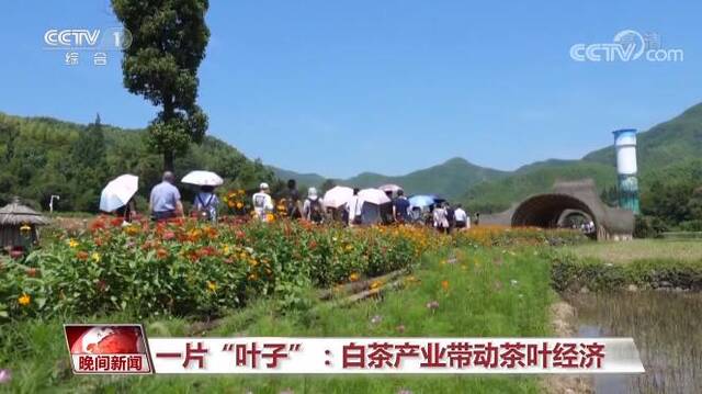 两片“叶子”释放美丽能量 绿色发展撬动山村蝶变