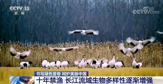 书写绿色答卷 呵护美丽中国  十年禁渔 长江流域生物多样性逐渐增强