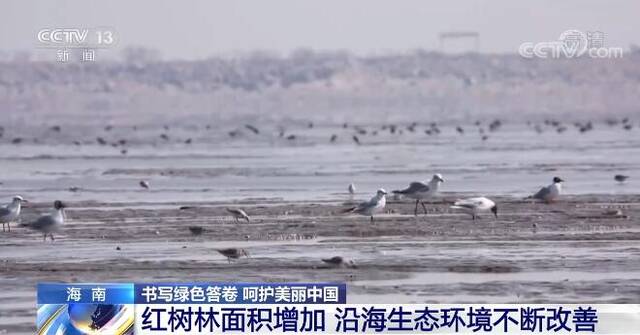 书写绿色答卷 呵护美丽中国  海南红树林面积逐年增加 沿海生态环境不断改善