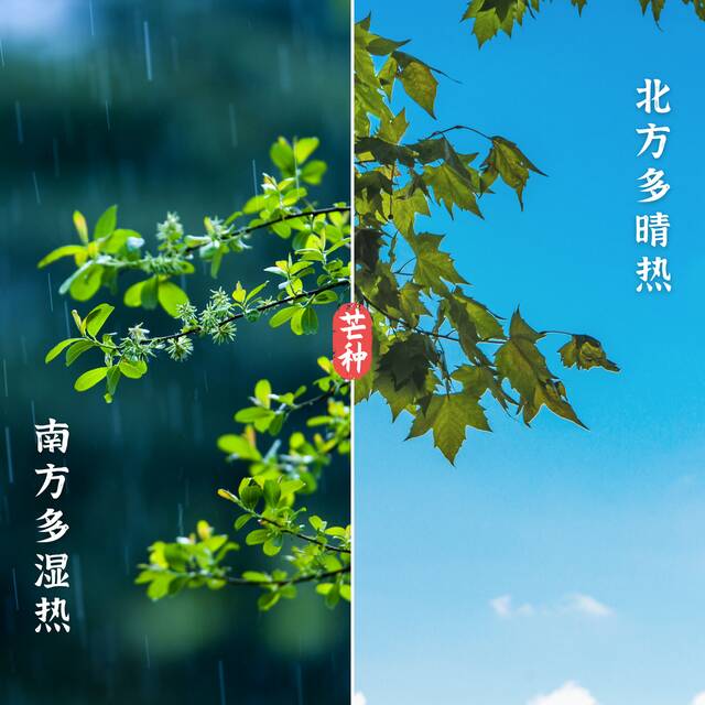 芒种，究竟要“忙”啥？