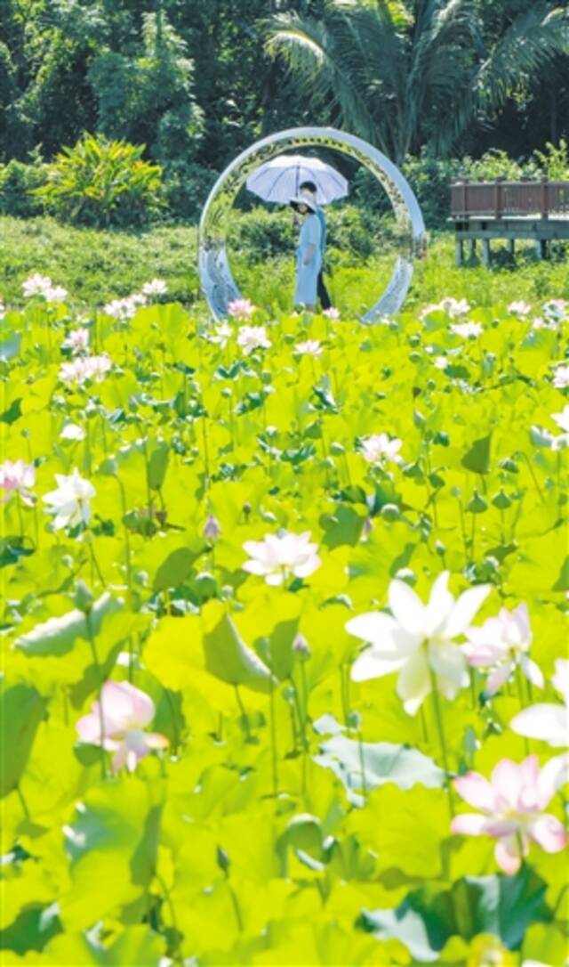 芳园荷花别样红