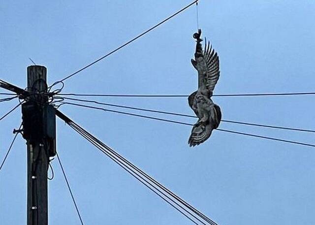 英国西约克郡门斯顿猫头鹰被倒吊在电话线杆上不能脱身乌鸦吵醒居民求救
