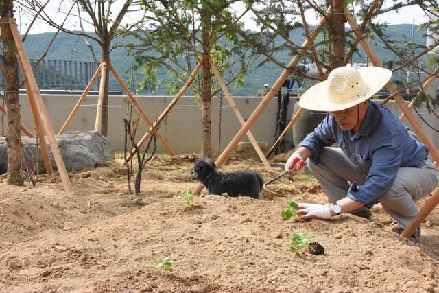 文在寅卸任后，下田种菜。（社交平台）