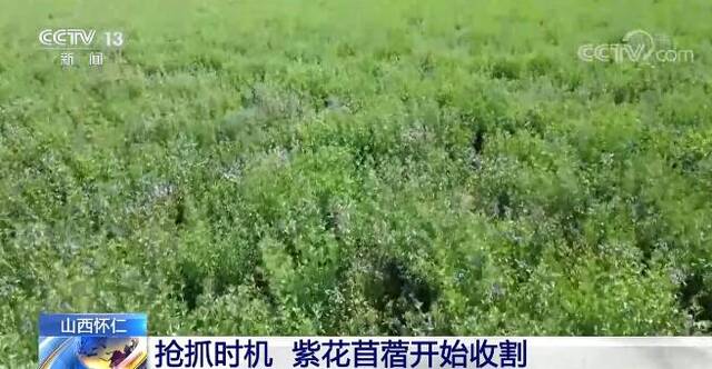 抢抓时机 山西怀仁紫花苜蓿开始收割