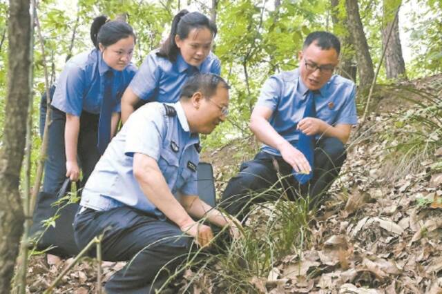 河南西峡：珍稀植物岂容私采