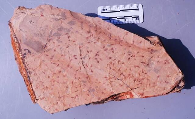 此次发现的蜉蝣化石。（中科院南京地质古生物研究所供图）