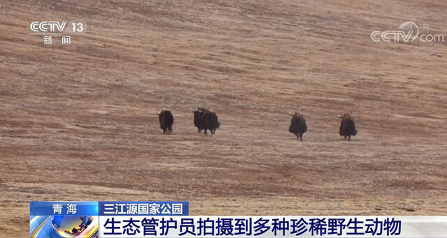 青海：生态管护员拍摄到多种珍稀野生动物