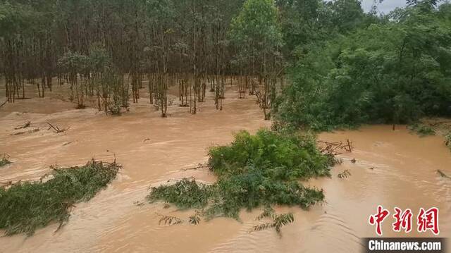 洪水侵袭林地。程雨杰摄