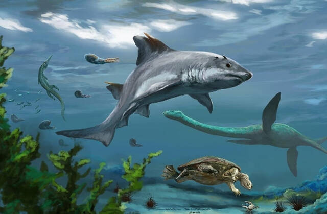 哥伦比亚发现新的古鲨鱼种类生活1.35亿年前的白垩纪早期海洋中