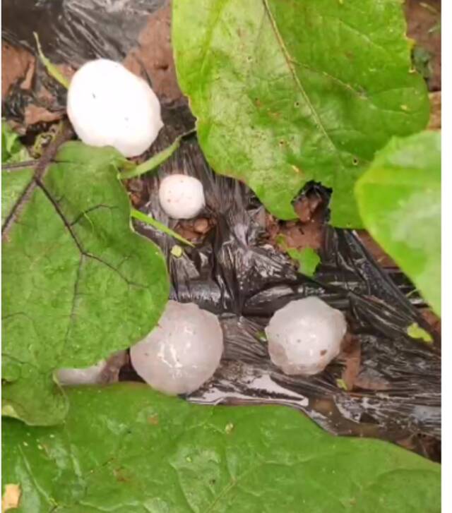 6月12日，套里村一处菜地里的冰雹。受访者供图