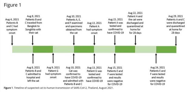 SARS-CoV-2疑似猫与人传播时间表，泰国，2021年8月。