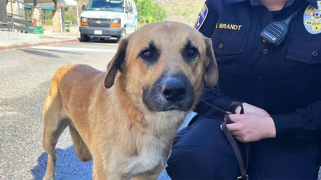 美国加州圣地牙哥动物园一条牧羊犬闯入围栏内遭凶猛大猩猩追杀