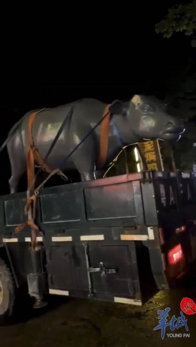 广州从化“走失”的两头雕塑水牛，找到了！