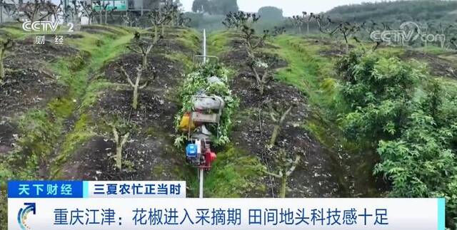 重庆江津花椒进入采摘期 田间地头科技感十足