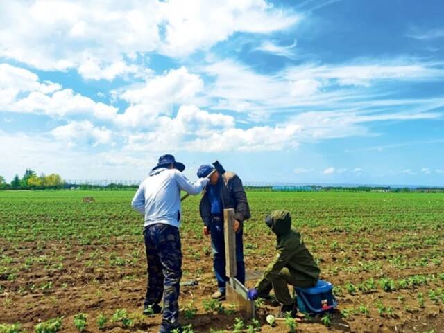 黑龙江省黑土保护利用研究院研究员查看改良后土壤田间长势及土壤状况。图/王秋菊