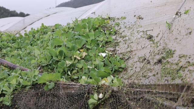 新华全媒+｜福建：受灾地区抢修道路清理农田