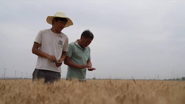 麦收新事｜丰收后，收麦场上父子俩的新期盼