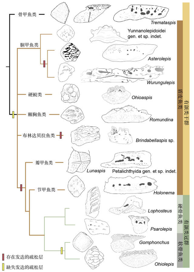 原始胴甲鱼揭秘有颌脊椎动物祖先的鳞列格局