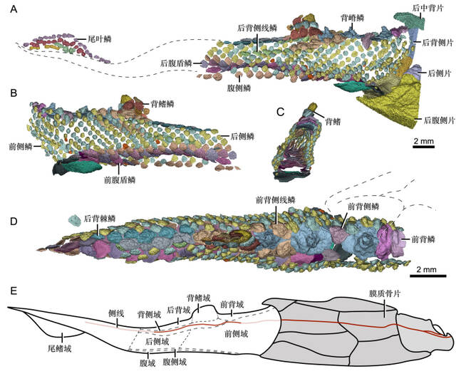 原始胴甲鱼揭秘有颌脊椎动物祖先的鳞列格局