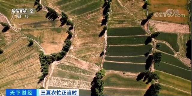大国“粮”策｜实现稳产增收 青海17万亩冬小麦丰收在望