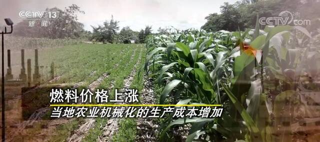 全球20多个国家出台粮食出口限制措施 寻找替代资源以求“自保”