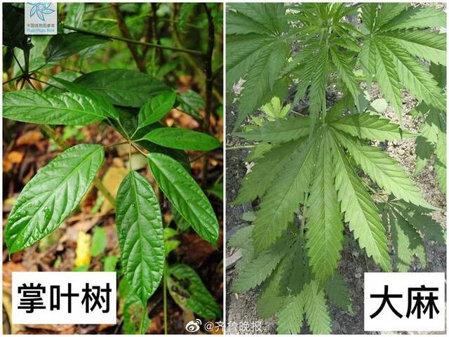 美肤宝使用疑似大麻图片做宣传？客服回应