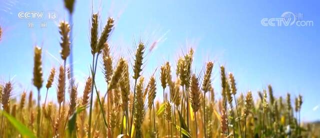大国“粮”策｜冬小麦种植在黄河沿线乡镇基本全覆盖 丰收在望