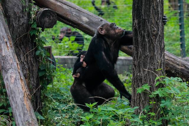 北京动物园黑猩猩馆添丁！呆萌表情圈粉无数