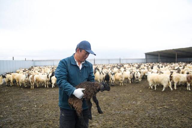 6月9日，马有福在塔拉滩华能青海公司光伏电站的羊圈内察看羊羔生长情况。新华社记者张龙摄
