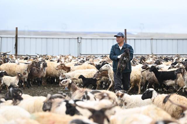 6月9日，马有福在塔拉滩华能青海公司光伏电站的羊圈内查看羊羔生长情况。新华社记者张龙摄