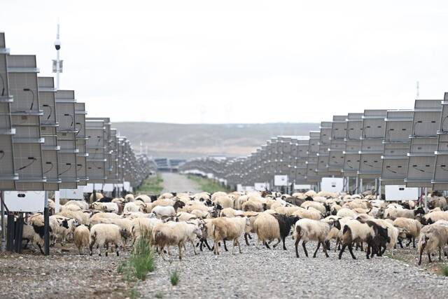 6月9日，一群羊在塔拉滩华能青海公司光伏电站内活动。新华社记者骆晓飞摄