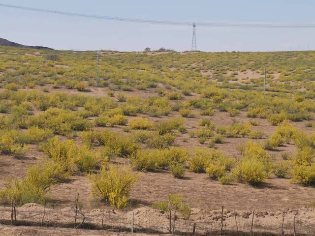 内蒙古自治区赤峰市翁牛特旗都拉线科尔沁沙地2022年5月实地状况