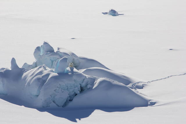 格陵兰岛东南地区发现一个孤立的具有不同基因的北极熊种群