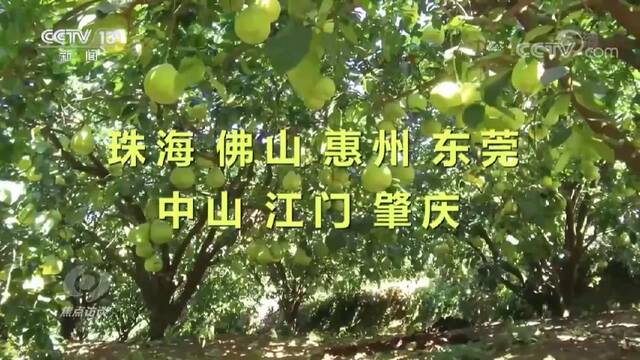 焦点访谈：和大湾区一起成长