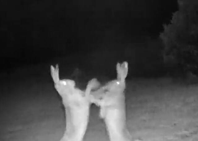 土耳其阿尔特温自然保育国家公园野兔边跳边打架影片逗乐网民