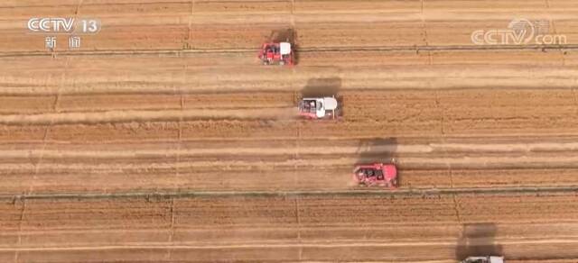 大国“粮”策  河北3350万亩小麦陆续收获 机收进度近九成