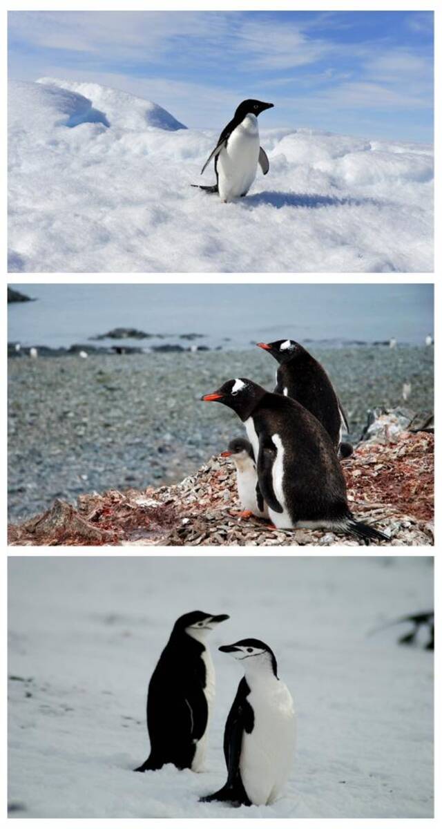 阿德利企鹅（上）金图企鹅（中）帽带企鹅（下）