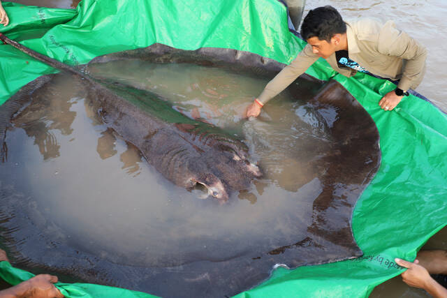 柬埔寨渔民在湄公河流域捕到一条近300公斤重的黄貂鱼是有记录以来世界上最大淡水鱼