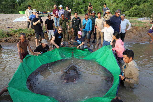 柬埔寨渔民在湄公河流域捕到一条近300公斤重的黄貂鱼是有记录以来世界上最大淡水鱼