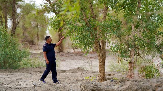 6月20日，艾力·尼亚孜在塔里木河支流查看胡杨生长情况。