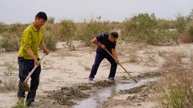 6月20日，艾力·尼亚孜（右）和护林员们一起挖渠引水。