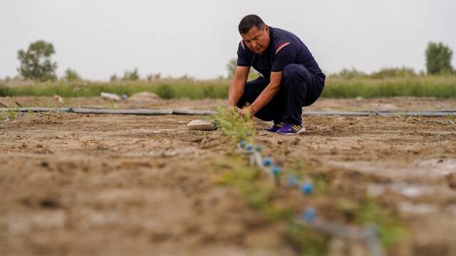 6月20日，艾力·尼亚孜在尉犁县托布协百万亩罗布麻生长基地，查看罗布麻滴灌情况。