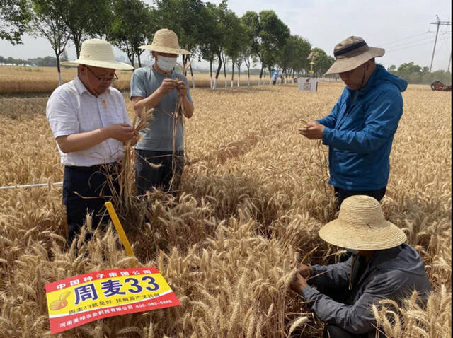 专家组在对周麦33号进行测产