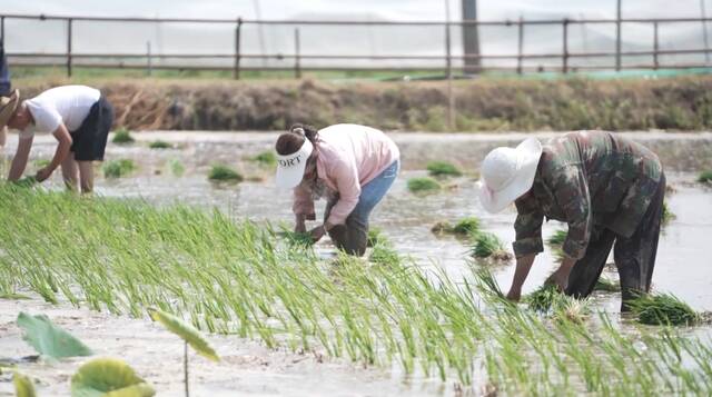 新华全媒+｜安徽：多措并举抗旱抢种保丰收