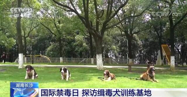 探访湖南长沙缉毒犬训练基地 看看机警灵活的缉毒犬是如何被训练出来的？