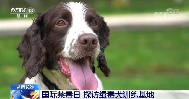 探访湖南长沙缉毒犬训练基地 看看机警灵活的缉毒犬是如何被训练出来的？