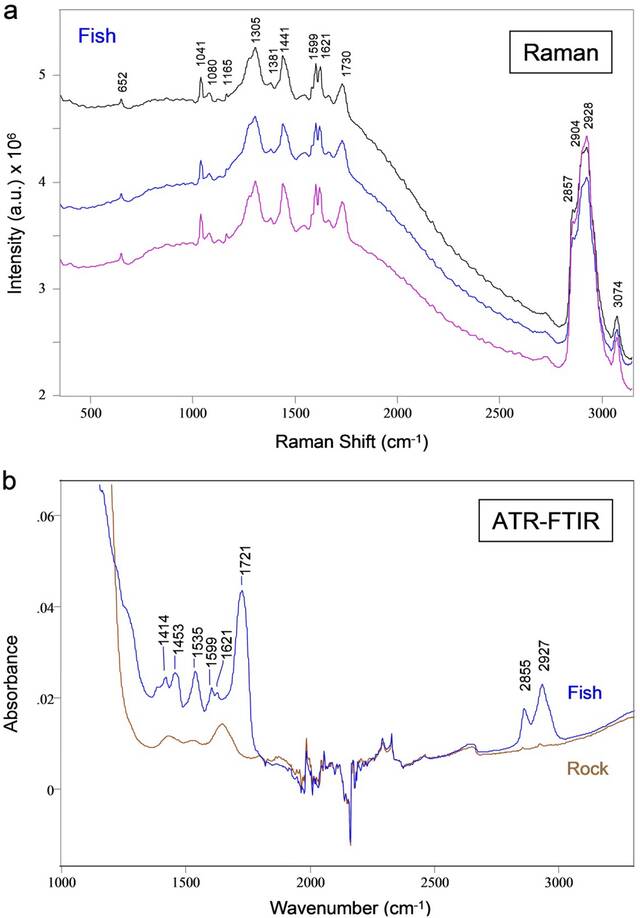 美国研究人员欲借BioFinder检测化石中的有机分子以寻找外星生命线索