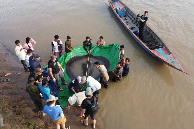 “巨鱼计划”研究人员在柬埔寨北部湄公河捕获巨无霸查菲窄尾魟刷新最大淡水鱼纪录