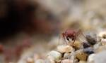 在收获蚁这种会筑丘的小昆虫帮助下 古生物学家发现10种古代哺乳动物新物种